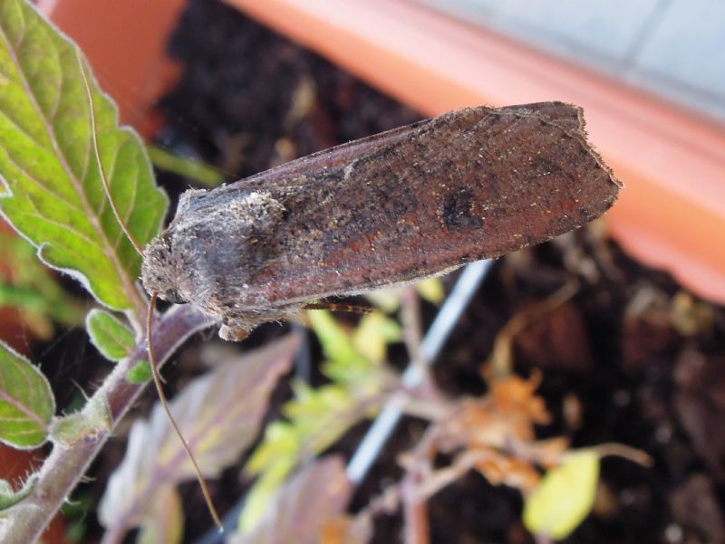 Conistra ? No, Peridroma saucia, Noctuidae